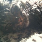 Sun-bathing kitties