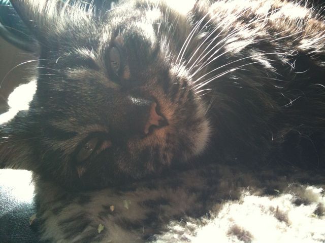 Sun-bathing kitties